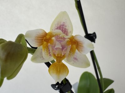 Detailansicht einer Phalaenopsis Martina Orchideenblüte. Cremeweiße Blütenblätter mit gelb-orangen Sprenkeln und feinen lila Schattierungen. Die einzigartige "Triple lip" ist intensiv gelb gepunktet. Links eine geschlossene Knospe.